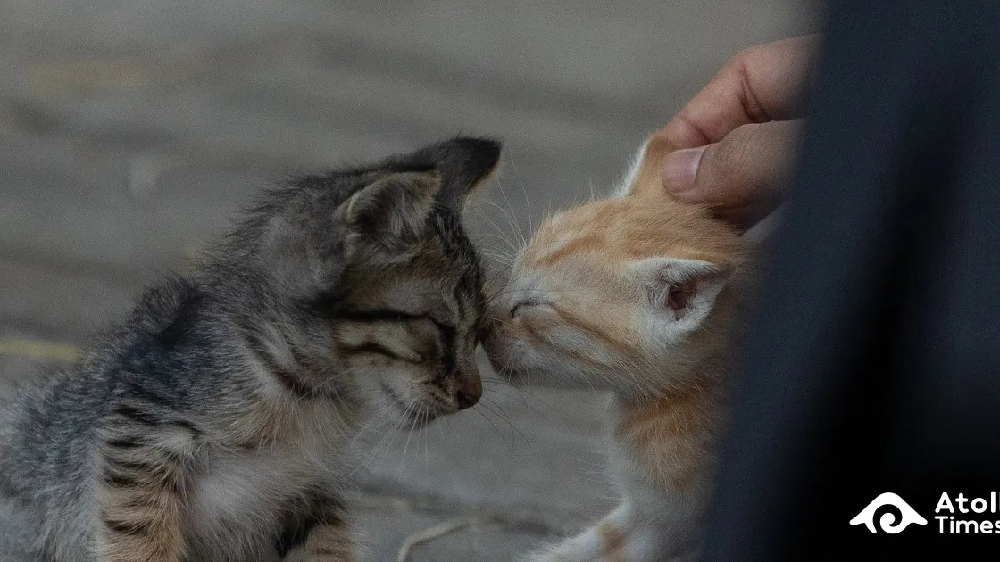 Council seeks control of facility if cat issue remains unresolved